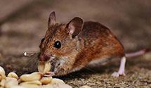 24 Hour & Emergency Exterminators in Russell, KY